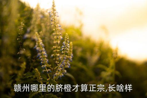 安遠臍橙苗苗木基地...